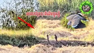 គិតទៅទាក់លលក ល្អមើលត្រង់អ៊ុតនិងតើ🤣#birds #pigeon #tekukur #wildanimals #animals #បក្សីព្រៃជ្រៅ