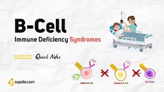 Immune Deficiency Syndromes | B-Cell