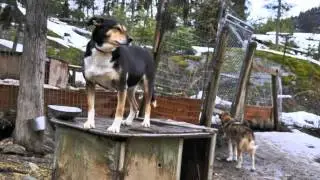 whistler sled dogs in need of retirement homes
