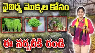 Surya nursery with variety kinds of plants | What are the special plants ? | KKNewsTelugu