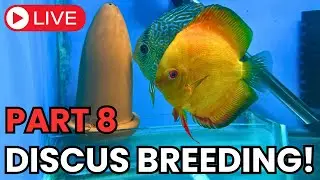 🔴 My Discus Fry Are Free Swimmers LIVE! (With Music) | PART 8 🔴