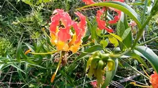 Find the Plant | Seeds Giveaway video - 2 | Noni seeds
