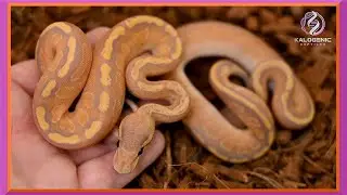 These Snakes Look Like They're Made Out of Candy!! | Ball Python Clutch Update 2023