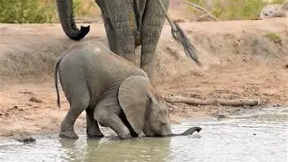 Baby elephant struggles to drink water with trunk before using his mouth