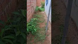 Carpir Limpando🥵🌿 #Samsung #YouTube #mato