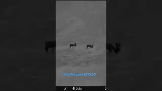Pulsar Mergers LRF XL50   red stags  #pulsarvision #hunting #deer #pulsar #pulsarmergerlrfxl50