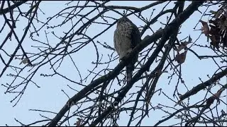 Failed Hawk Attack