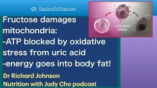 RICHARD JOHNSON 4 | Fructose damages mitochondria:-ATP blocked by  uric acid: generates body fat!