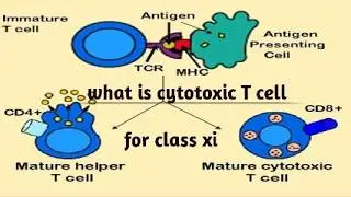 what is cytoxic t cell xi biology