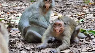 New update family, Both Jinx & Jade very h+o+r+r+o+r s+c+a+r+e+d big male monkey arrived near