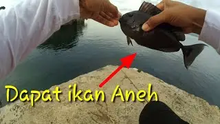 MANCING CASTING PAKAI TEKNIK CAROLINA RIG AUTO STRIKE | ULTRALIGHT CASTING