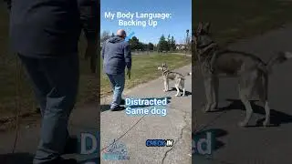 Long Leash Walking 101