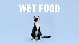 The Benefits of Wet Cat Food | Chewy