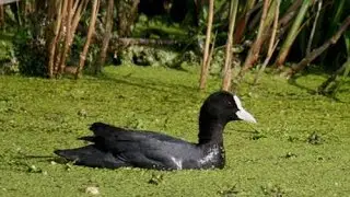 Лысуха bald-coot