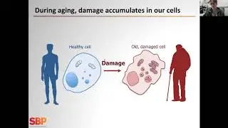 Sharp Minds: Cellular Recycling in Aging and Disease