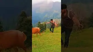 Tolipeer  ❤   تولیپیر
