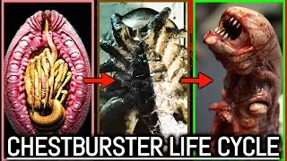 Chestburster Life Cycle Explored &ndash; Every Insane Stage Revealed!
