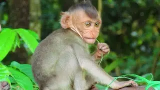 Lovely baby monkey Jack with mom Jenny | wildlife monkey