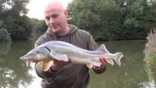 Weston Lawns Fishery - 24 hr session - August 2016