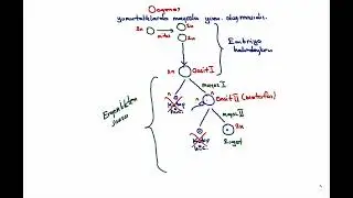 OOGENEZ NEDİR