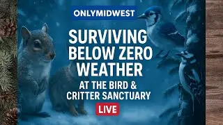 Fresh Snow and Blow Zero Weather At The Midwest Bird And Critter Sanctuary