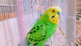 出待ち#BudgieLove #CuteBirds #ParakeetLife