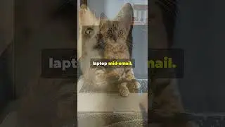 Your Cat Thinks You're Family When They Do This