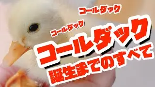 コールダックの孵化まで全部見せます！！