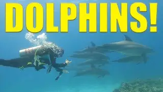 DOLPHINS! Scuba Diving With Dolphins In The Red Sea