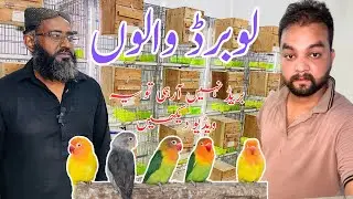 Lovebirds Breeding tips || 05 important breeding tips of lovebirds || Must watch this episode