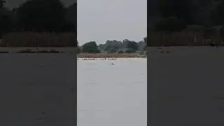 Alert ⚠️#yamuna #alert #tabahi #pani #shortsviral #shortvideos #shorts #viral #viralvideos #trending