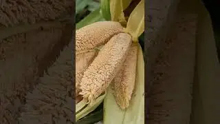 Pandanus canarensis  - Flowers