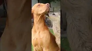 UNBREAKABLE BOND!: Big Brown Dog and Deer Enjoy Sunny Day 🌞🐶🦌