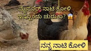 ಮೈಸೂರ್ ನಾಟಿ ಕೋಳಿ  || mysore nato koli live video || Nati koli 