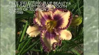 Мои лилейники №21599 (PETE`S ELECTRIC BLUE BEAUTY x (ART GALLERY WISDOM-TOOTH х LAWS OF ILLUSION))