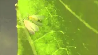 Trialeurodes 1