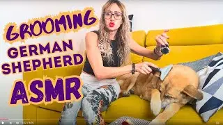 ASMR Grooming Dog for making you sleep well all night | Antistres | Cuddle dog #love #cuddledog #dog