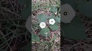 Tiny White Flowers 💐