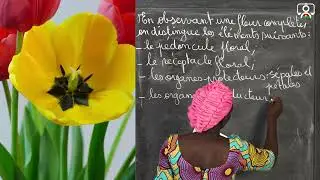 Cours - Sixième - SVT : Organisation générale des plantes à fleurs - Appareil reproducteur 4/7