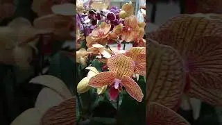 RARE ORCHID VARIETIES IN THE PHILIPPINES #shortsfeed #shortsvideo #shorts #philippines #thailand