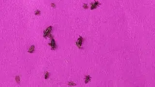 long hair light oiling hair nits picking lice picking combing and long hair tips by Bujji treading