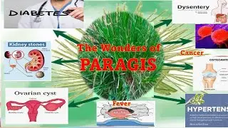 HEALTHY BENEFITS OF PARAGIS || PARAGIS WEEDS