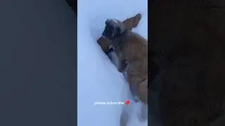 Homeless mother dog looking for food #puppy #dog #dogs #cute #animals #love #nomadicfamily  #winter