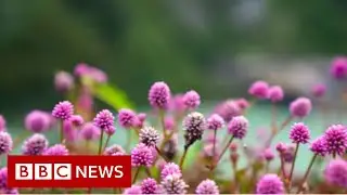 The village that confiscates plastic - BBC News