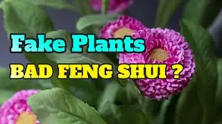 Are Fake Plants Bad Feng Shui?