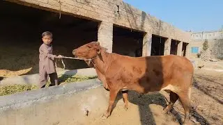 Cow drinking water | Cow feeding time | Chacha Bhatija