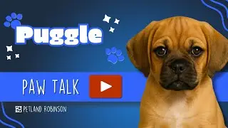 Paw Talk: Is the Puggle Right for You? | Petland Robinson PA