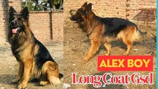 Longcoat German Shepherd Male | Doublecoat gsd | Alex Gsd boy