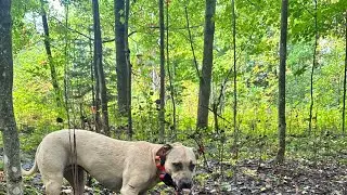 Whitetail Recovery with Daisy | American Pitbull Terrier Deer Tracking
