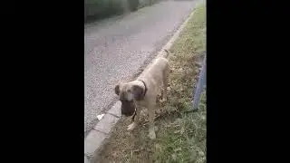 +++ Buddy Big Dog Cane Corso Hund Bellen beibringen teach barking italian mastiff+++